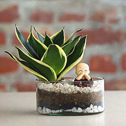 Indoor Plant